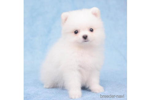 成約済の東京都のポメラニアン-200306